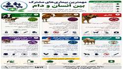 مهم ترین بیماری های مشترک بین انسان و دام 